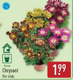 ALDI Chrysant aanbieding