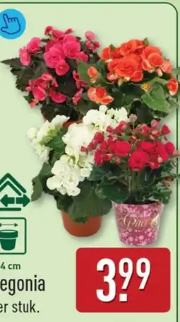 ALDI Begonia aanbieding