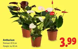 Lidl Anthurium aanbieding