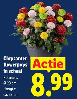 Lidl Chrysanten flowerpops in schaal aanbieding