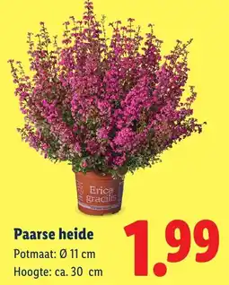 Lidl Paarse heide aanbieding