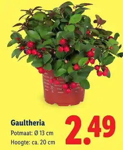 Lidl Gaultheria aanbieding