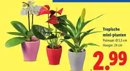 Lidl Tropische mini-planten aanbieding