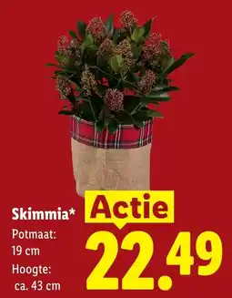 Lidl Skimmia* aanbieding