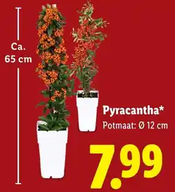 Lidl Pyracantha* aanbieding