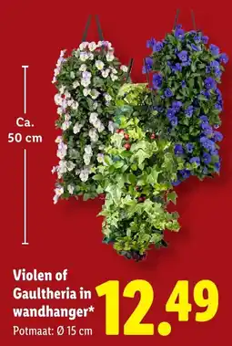 Lidl Violen of Gaultheria in wandhanger aanbieding