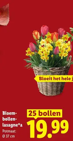Lidl Bloem-bollen-lasagne*a aanbieding