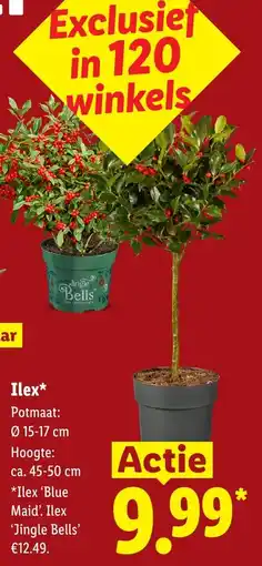 Lidl Ilex aanbieding