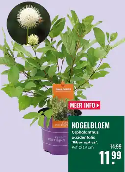 GroenRijk Kogelbloem aanbieding