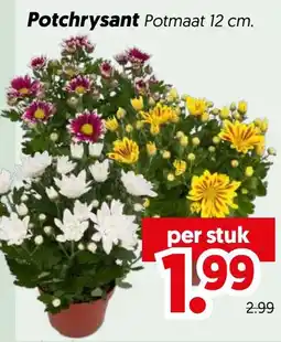 Dekamarkt Potchrysant aanbieding