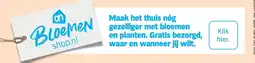 Albert Heijn Bloemen shop.nl aanbieding