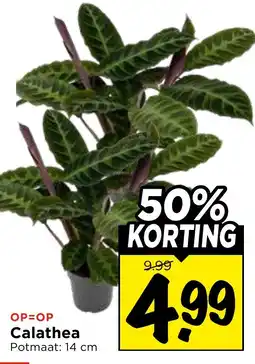 Vomar Voordeelmarkt Calathea aanbieding