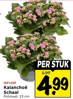 Vomar Voordeelmarkt Kalanchoë Schaal aanbieding