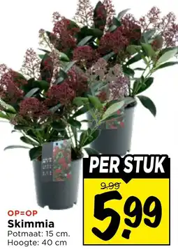 Vomar Voordeelmarkt Skimmia aanbieding