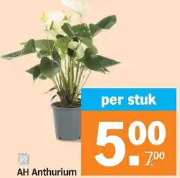 Albert Heijn AH Anthurium aanbieding