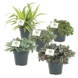Albert Heijn AH Groene plant p 12 aanbieding