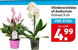 Hoogvliet Vlinderorchidee of Anthurium aanbieding
