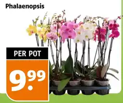 Poiesz Phalaenopsis aanbieding