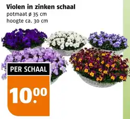 Poiesz Violen in zinken schaal aanbieding