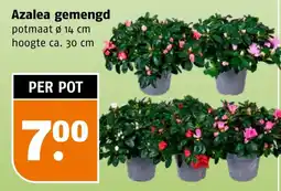 Poiesz Azalea gemengd aanbieding