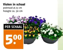 Poiesz Violen in schaal aanbieding