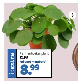 Intratuin Pannenkoekenplant aanbieding
