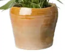 Intratuin Pot Avelin aanbieding