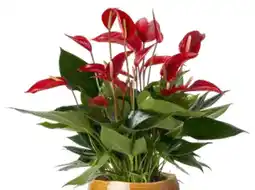 Intratuin Flamingoplant aanbieding