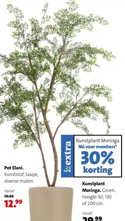 Intratuin Kunstplant Moringa aanbieding