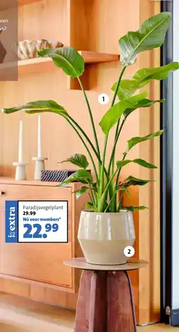 Intratuin Paradijsvogelplant aanbieding