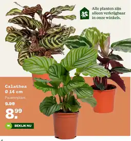 Welkoop Calathea aanbieding