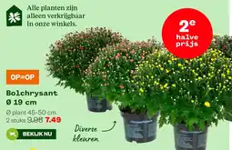 Welkoop Bolchrysant aanbieding