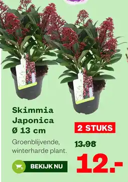 Welkoop Skimmia Japonica aanbieding