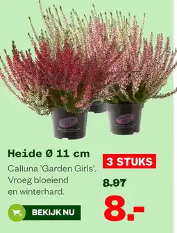Welkoop Calluna 'Garden Girls' aanbieding