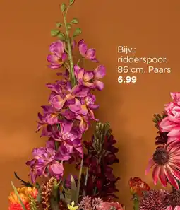 Xenos Ridderspoor aanbieding