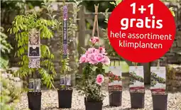 Deka Tuin Hele assortiment klimplanten aanbieding