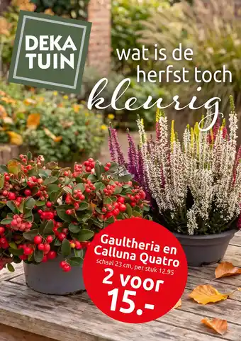Deka tuin gaultheria en calluna quatro