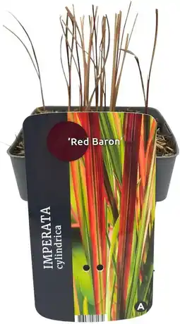Intratuin Japans Bloedgras (Imperata cylindrica 'Red Baron') D 17 H 10 cm aanbieding