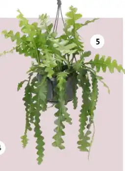 Intratuin Zaagcactus aanbieding