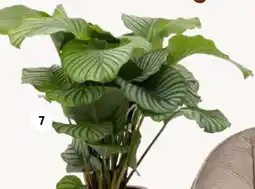Intratuin Pauwenplant aanbieding