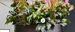 Intratuin Kerstroos aanbieding