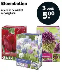 Kruidvat Bloembollen aanbieding