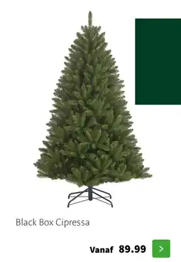 Intratuin Black Box Cipressa aanbieding