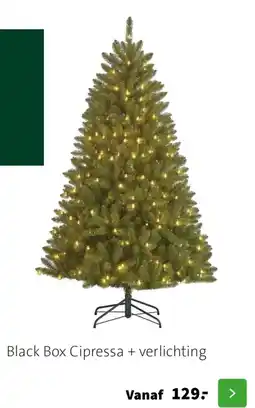 Intratuin Black Box Cipressa + verlichting aanbieding