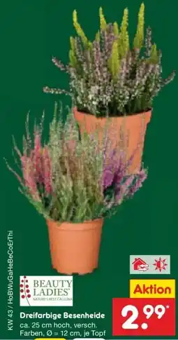 Netto Marken-Discount DE Beauty Ladies Dreifarbigige Besenheide aanbieding