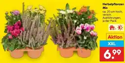 Netto Marken-Discount DE Herbstpflanzen Mix aanbieding