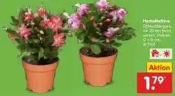 Netto Marken-Discount DE Herbstkaktus aanbieding
