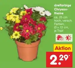 Netto Marken-Discount DE dreifarbig Chrysanthemum aanbieding