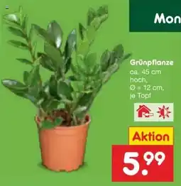 Netto Marken-Discount DE Grünpflanze aanbieding
