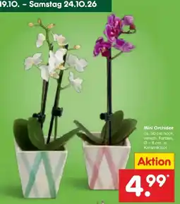 Netto Marken-Discount DE Mini Orchidee aanbieding